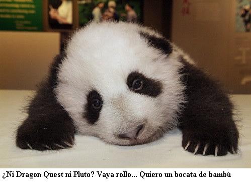 20081007224825-sad-panda.jpg