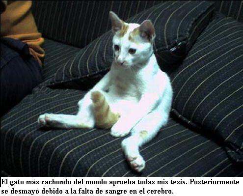 20081116201407-gato.jpg